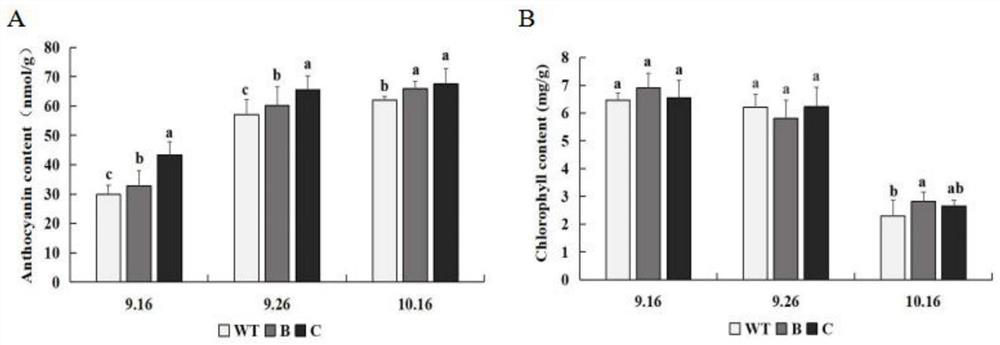 Application of Ptrmyb119 Gene in Populus trichocarpa in Improving Drought Tolerance of Tobacco