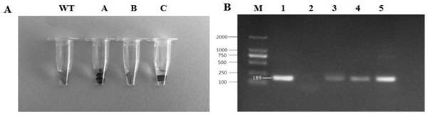 Application of Ptrmyb119 Gene in Populus trichocarpa in Improving Drought Tolerance of Tobacco