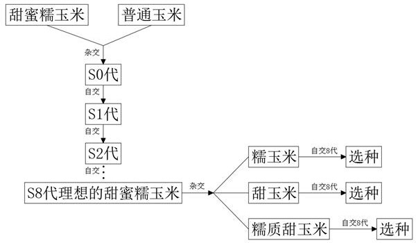 Breeding method of sweet waxy corn