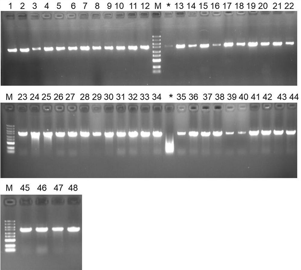 A primer set, kit and method for identifying environmental bacteria at the genus level