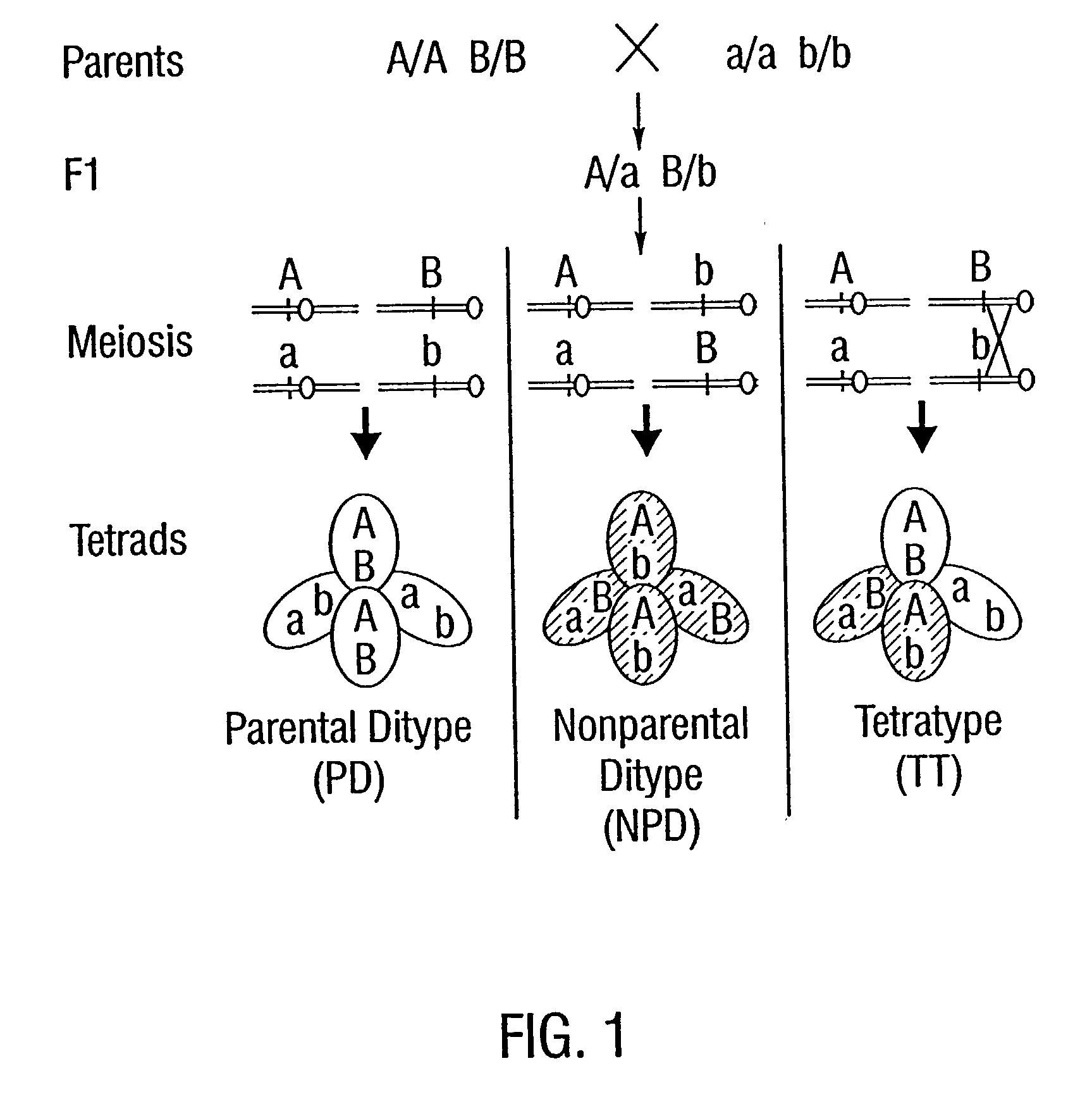 Plant artificial chromosome compositions and methods