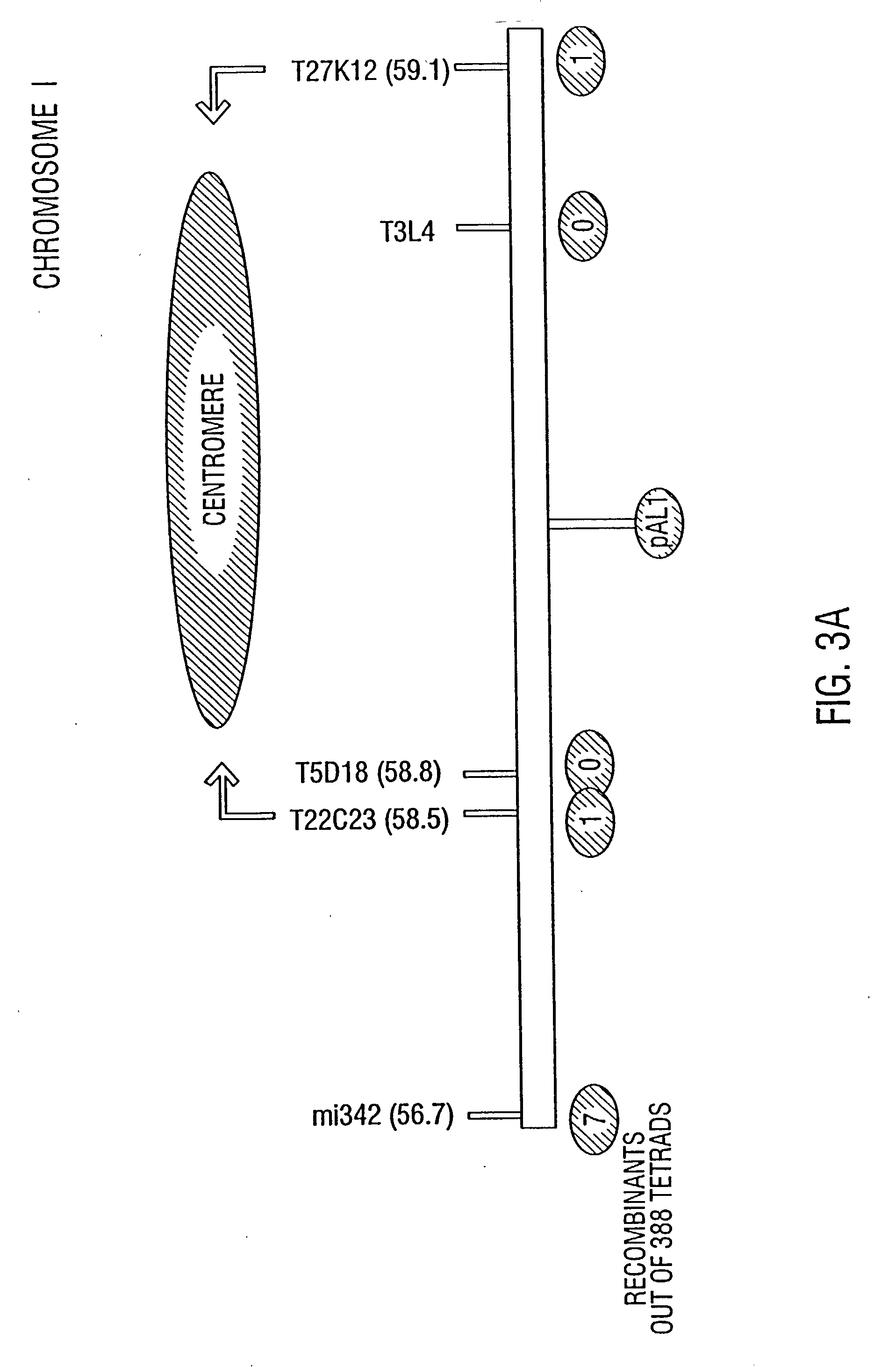 Plant artificial chromosome compositions and methods