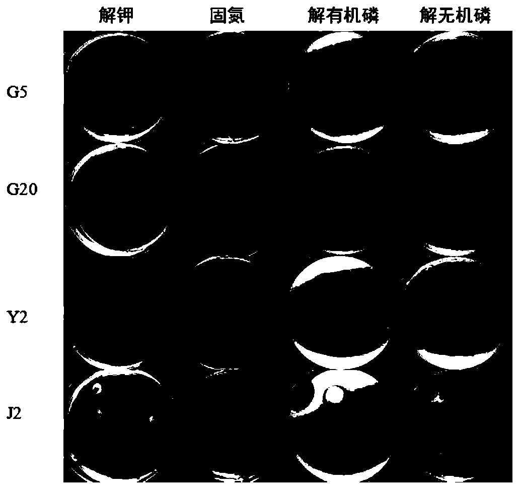 Method for promoting growth of paris polyphylla seedlings through paris polyphylla endophytic bacteria