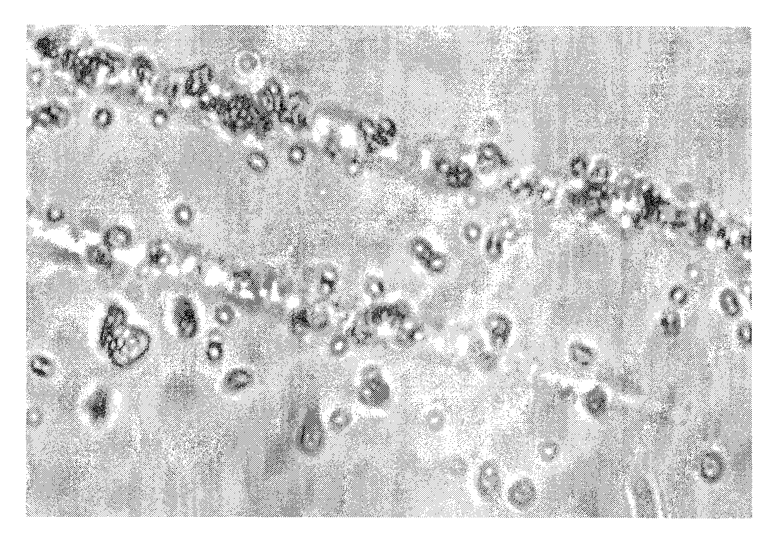 Silica-based material for detection and isolation of chitin and chitin-containing microorganisms