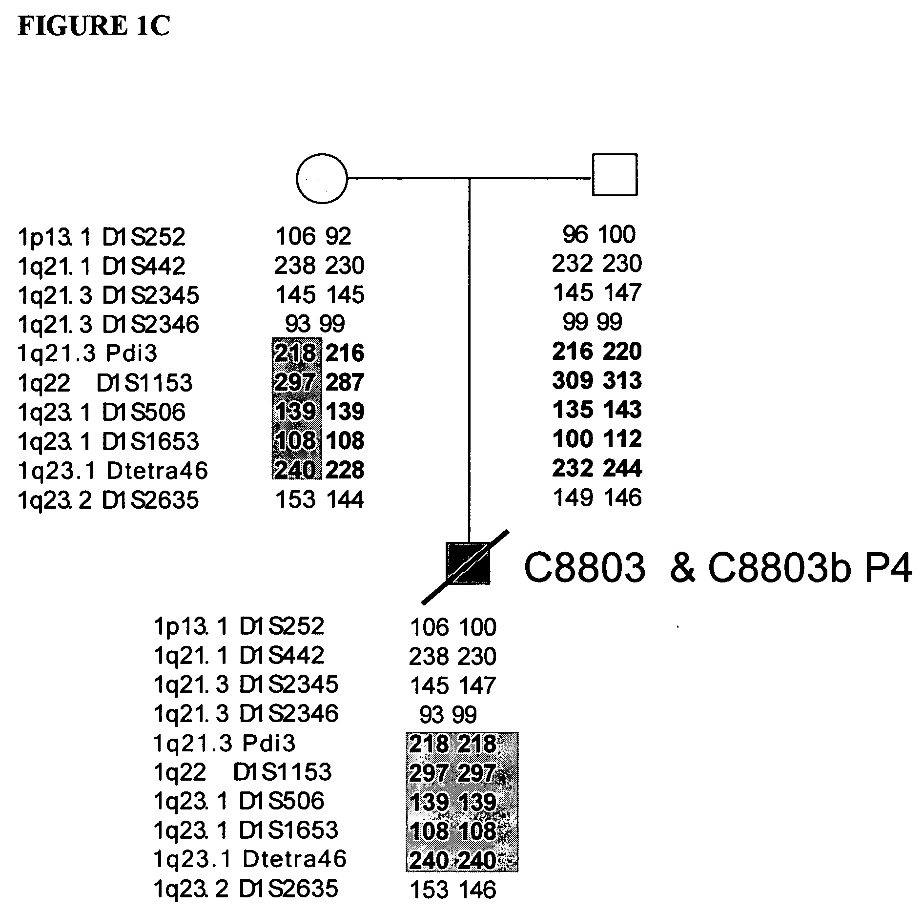 LMNA gene and its involvement in hutchinson-gilford progeria syndrome (HGPS) and arteriosclerosis