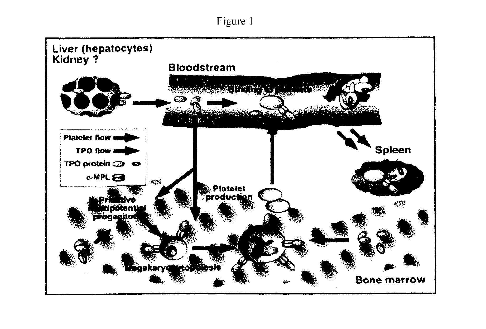 Methods of increasing platelet and hematopoietic stem cell production