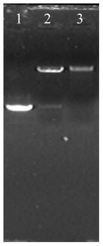 A mannitol-producing Leuconostoc intestinalis mutant strain and its application method