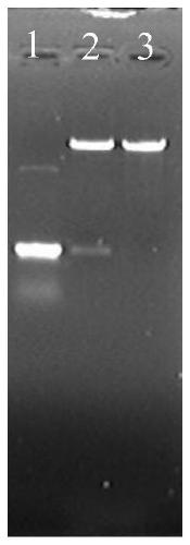 A mannitol-producing Leuconostoc intestinalis mutant strain and its application method