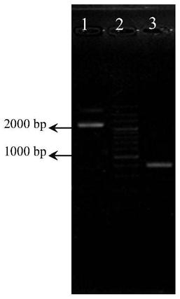 A mannitol-producing Leuconostoc intestinalis mutant strain and its application method