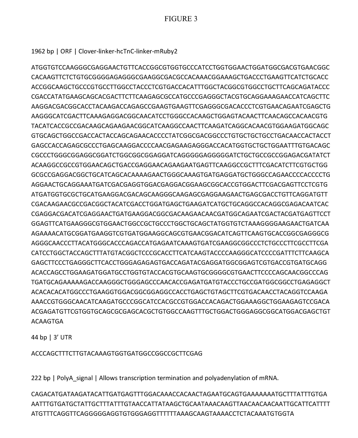 Sarcomere biosensor and methods of use thereof