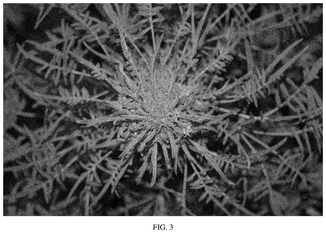 CANNABIS PLANT NAMED 'FS-tp2'