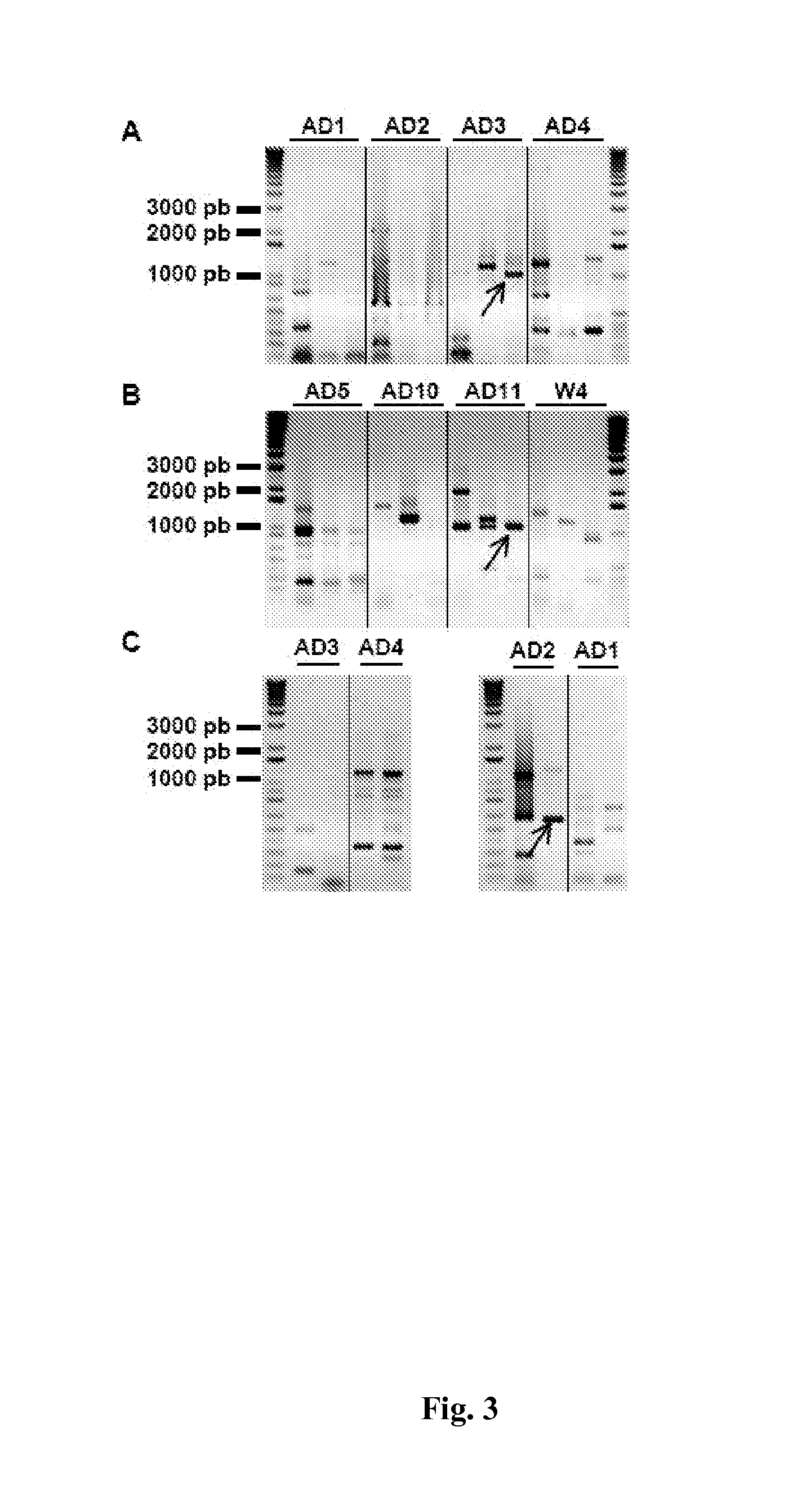 Isolated nucleic acid molecule, genic construct, vector, transgenic cell, method of obtaining a cell and a transgenic plant, isolated and purified polypeptide, biodegradable pesticide composition, method of controlling a pest, method of obtaining transgenic strains resistant to an insect pest