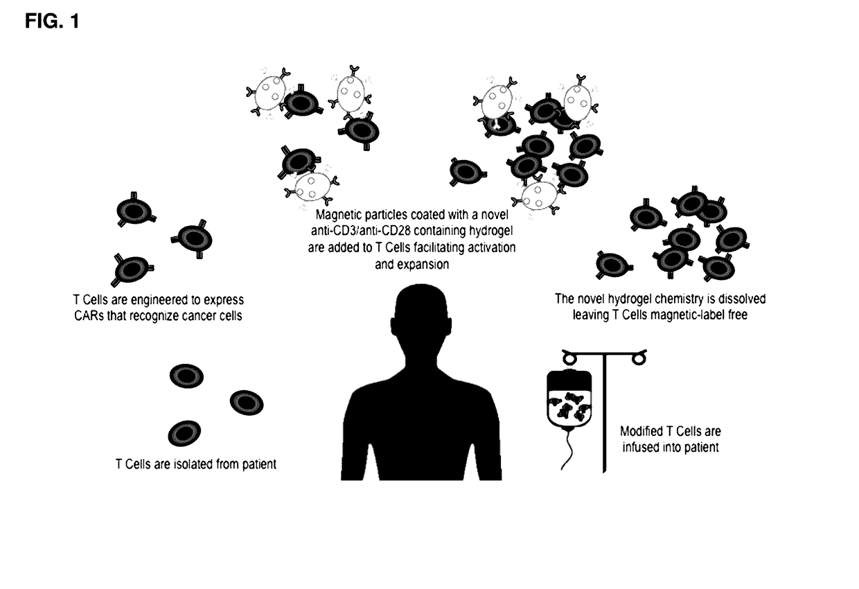 Methods and compositions for activation or expansion of t lymphocytes