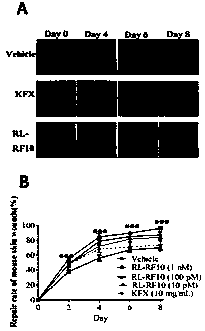 Skin wound repair peptide RL-RF10 as well as purification method and application thereof