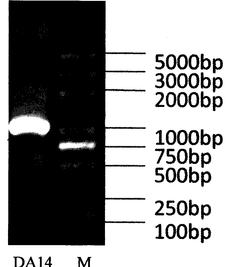 Recombinant bacterium of brucella abortus with immunity labeling and use thereof