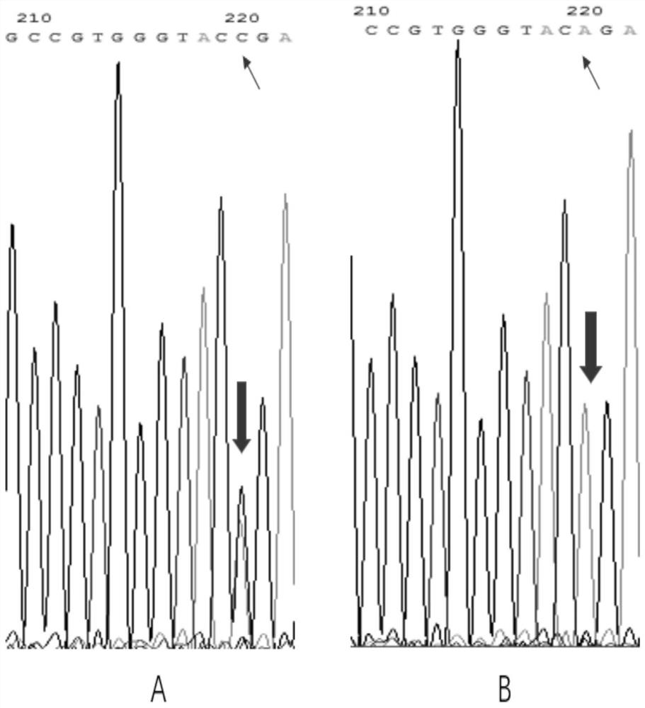 A method for constructing an atherosclerotic vulnerable plaque mouse model