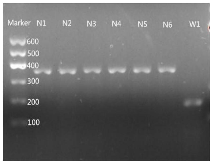 A method for constructing an atherosclerotic vulnerable plaque mouse model