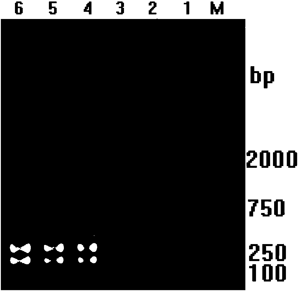 RT-LAMP detection primer group, kit and method for tilapia lake virus