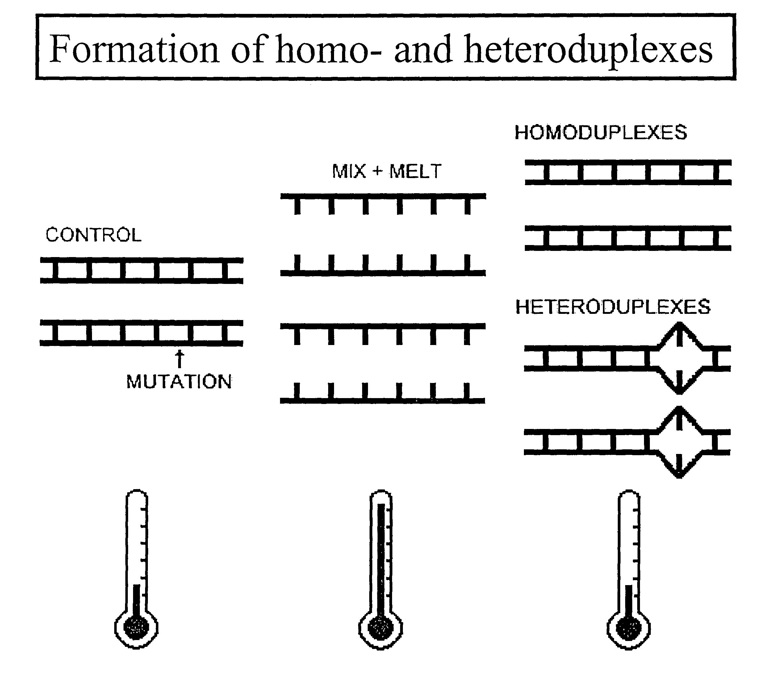 System and method for determining known DNA variants with temperature gradient electrophoresis