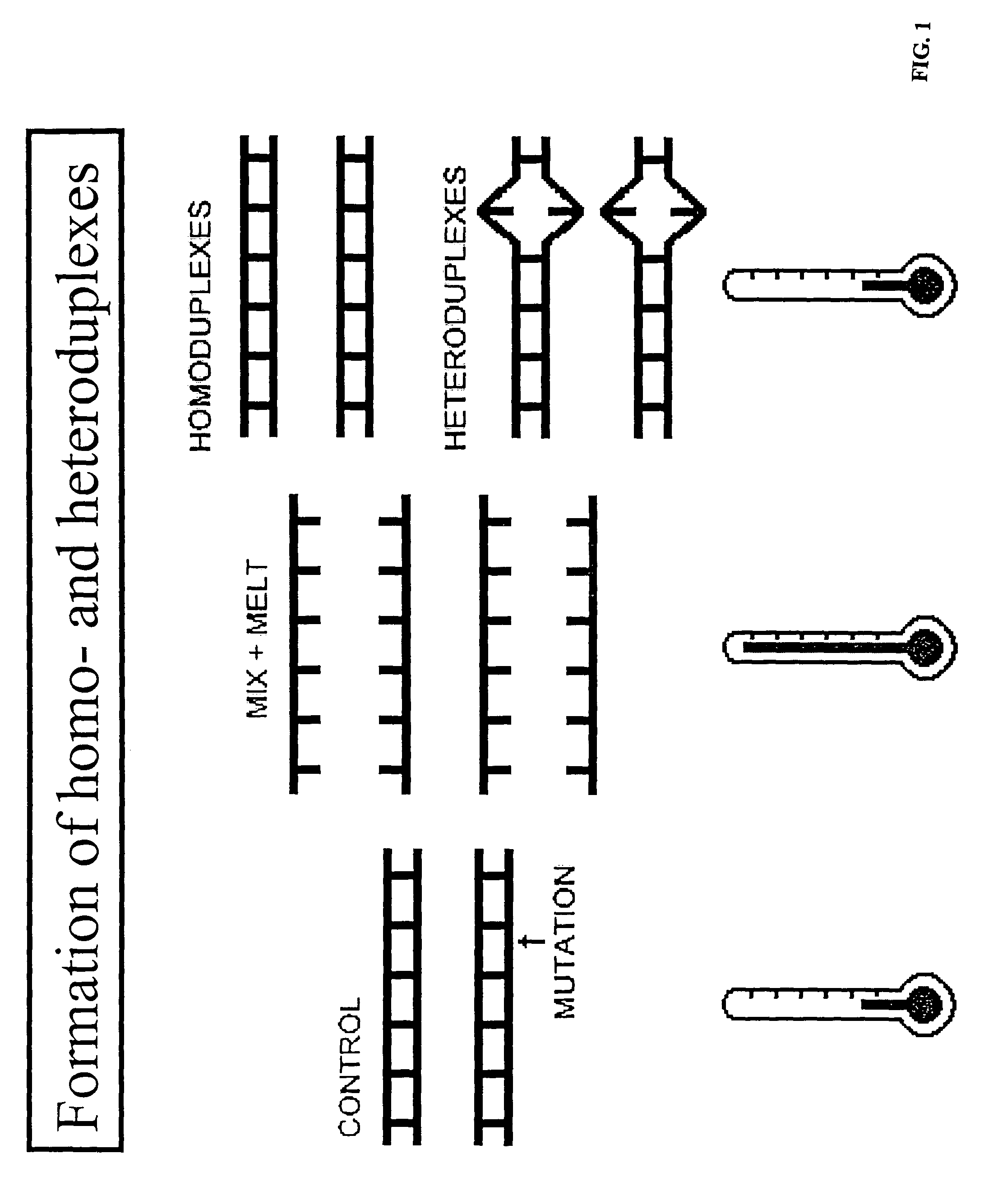 System and method for determining known DNA variants with temperature gradient electrophoresis