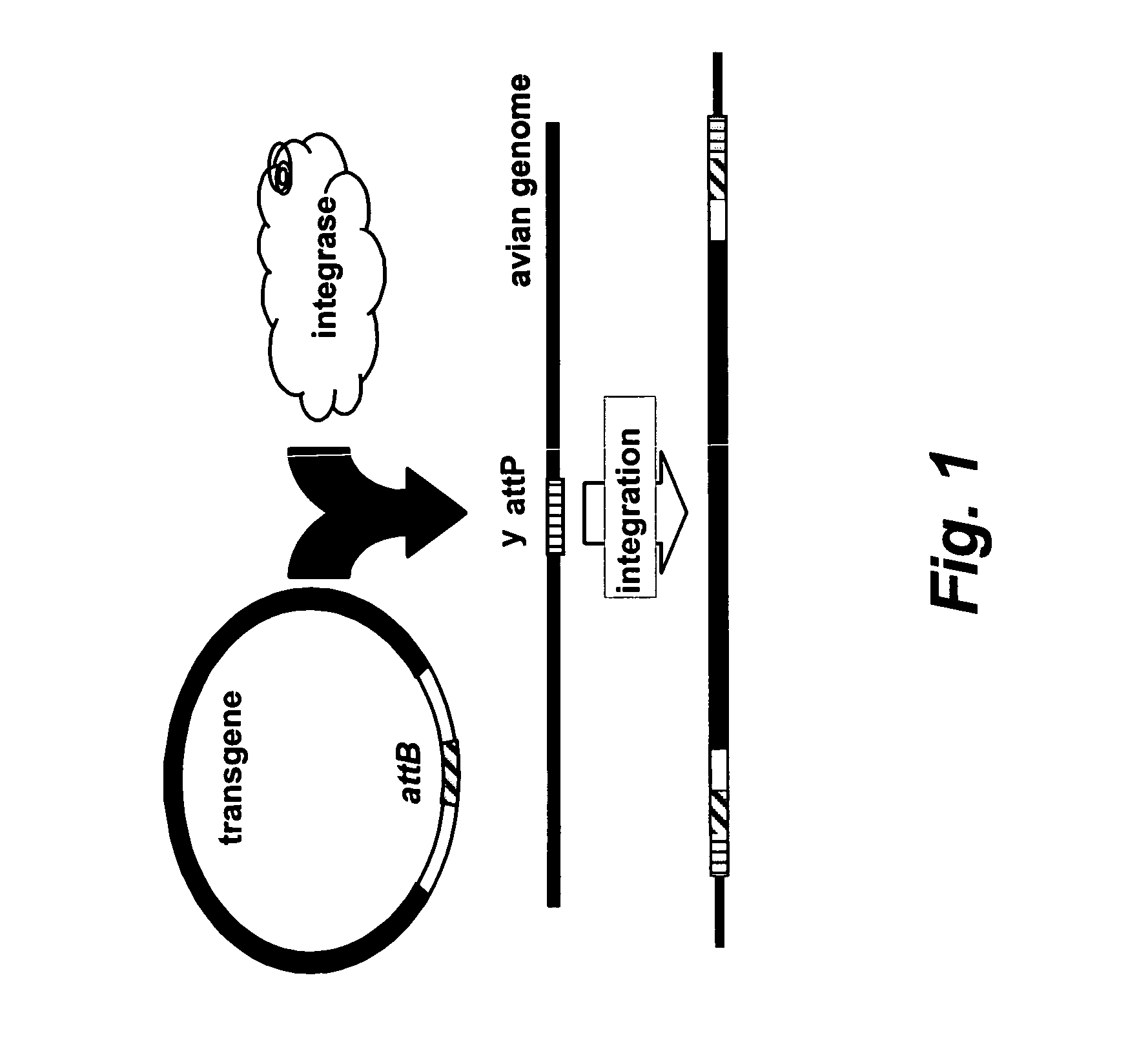 Site specific nucleic acid integration