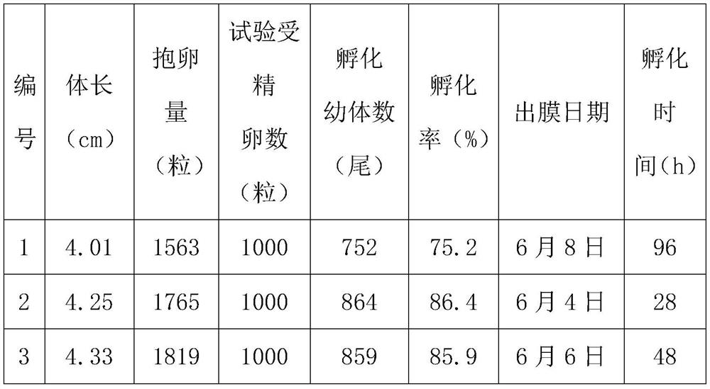 A method for improving the hatching rate of fertilized eggs of Macrobrachium japonicus in vitro