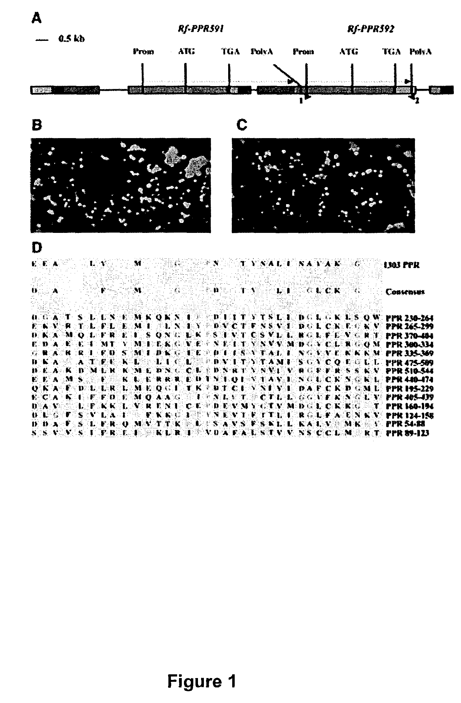 Restoration of fertility to cytoplasmic male sterile petunia