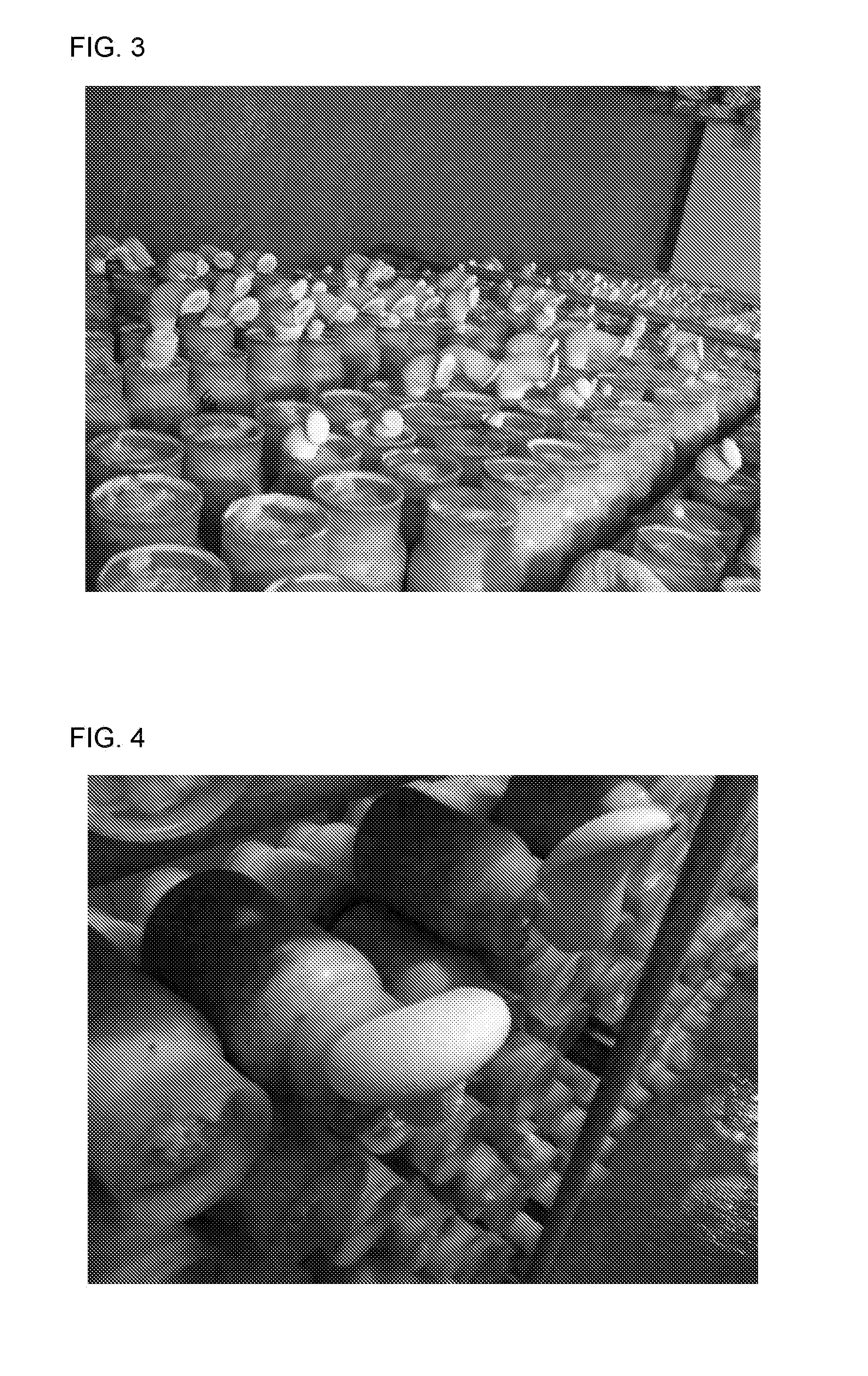 Novel strain of pleurotus nebrodensis and method for cultivating the same