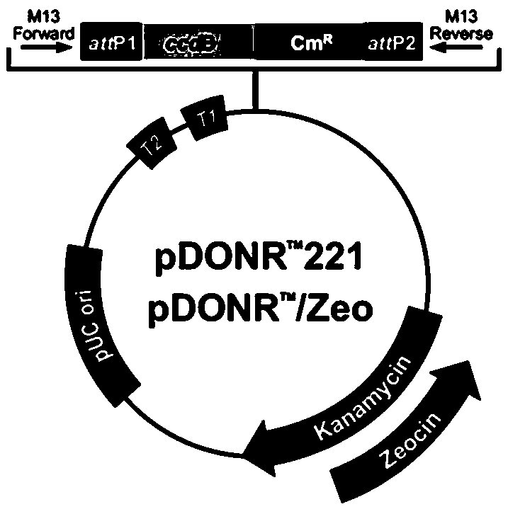 A tobacco nicotine content regulation gene IAA27 and a cloning method and application thereof