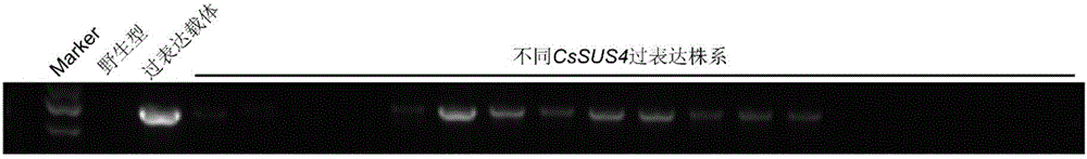 Application of sucrose synthase in regulating of development of plant fruits