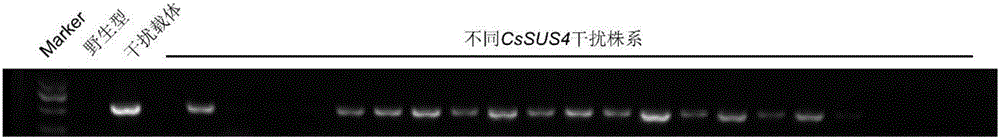 Application of sucrose synthase in regulating of development of plant fruits