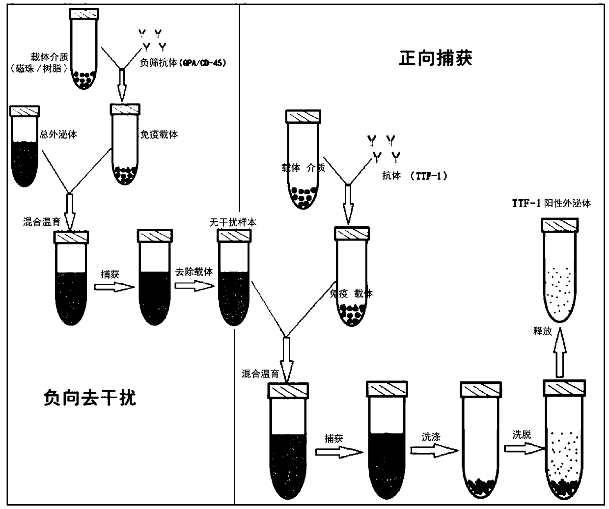 Method and kit for separating extracellular vesicles of tissue specific origin