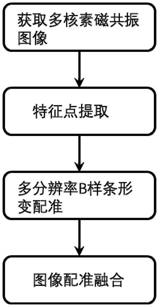 Multi-nuclide magnetic resonance multi-scale image registration method