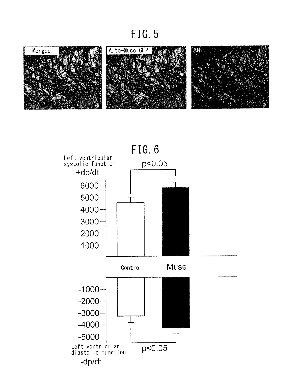 Pluripotent stem cell that induces repair and regeneration after myocardial infarction