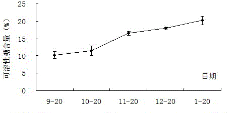 Electrical impedance method for measuring soluble sugar content in catalpa bungei stem leaf and cold resistance of catalpa bungei