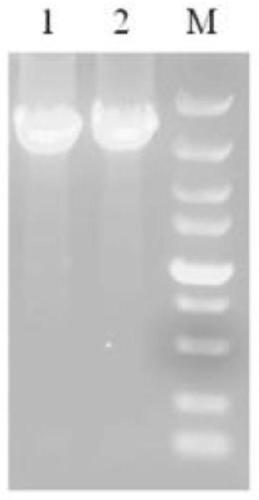 Seneca virus infectious clone based on single plasmid rescue system, construction method and application