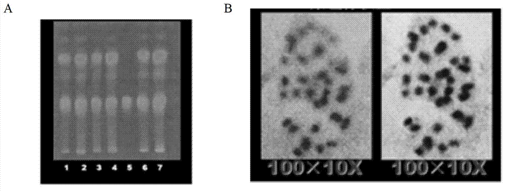 Method for culturing special honeysuckle for desertification control