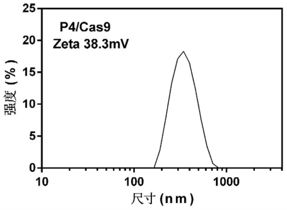 Phenylboronic acid-modified high polymer material and application thereof in intracellular delivery of gene editing ribonucleoprotein compound