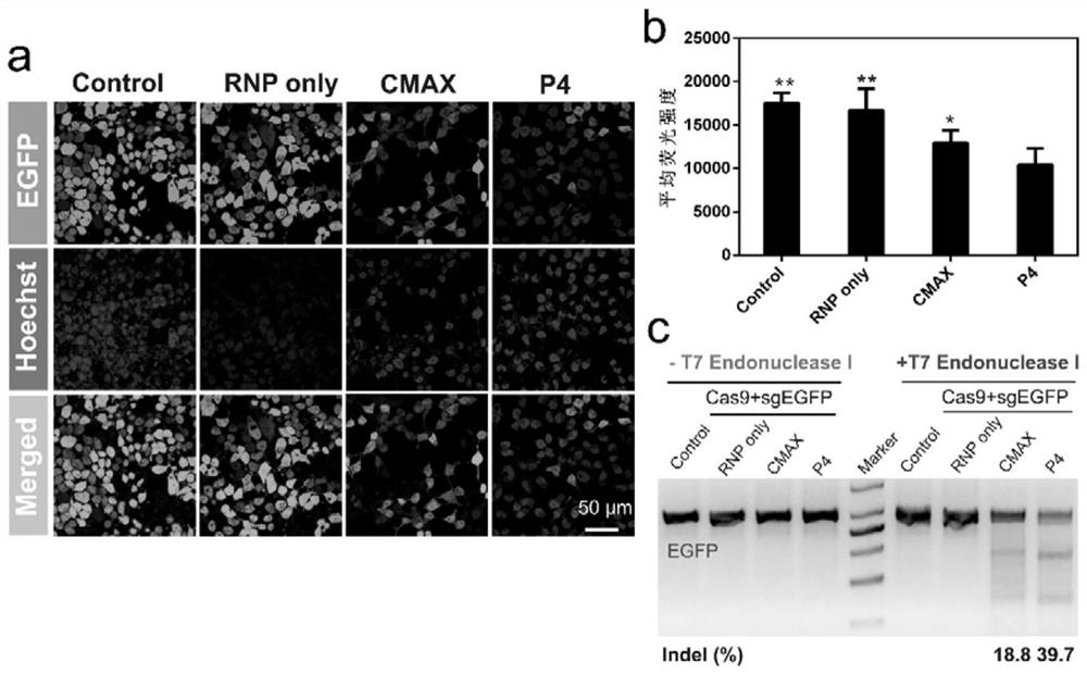 Phenylboronic acid-modified high polymer material and application thereof in intracellular delivery of gene editing ribonucleoprotein compound