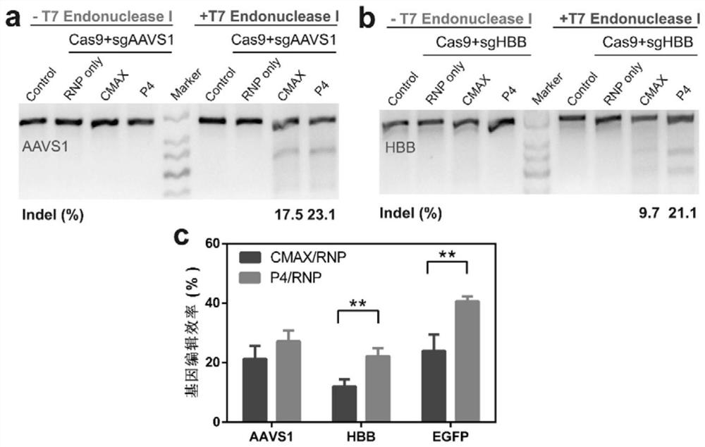 Phenylboronic acid-modified high polymer material and application thereof in intracellular delivery of gene editing ribonucleoprotein compound