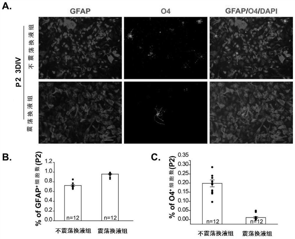 A kind of culture medium and culture method for culturing astrocytes in vitro