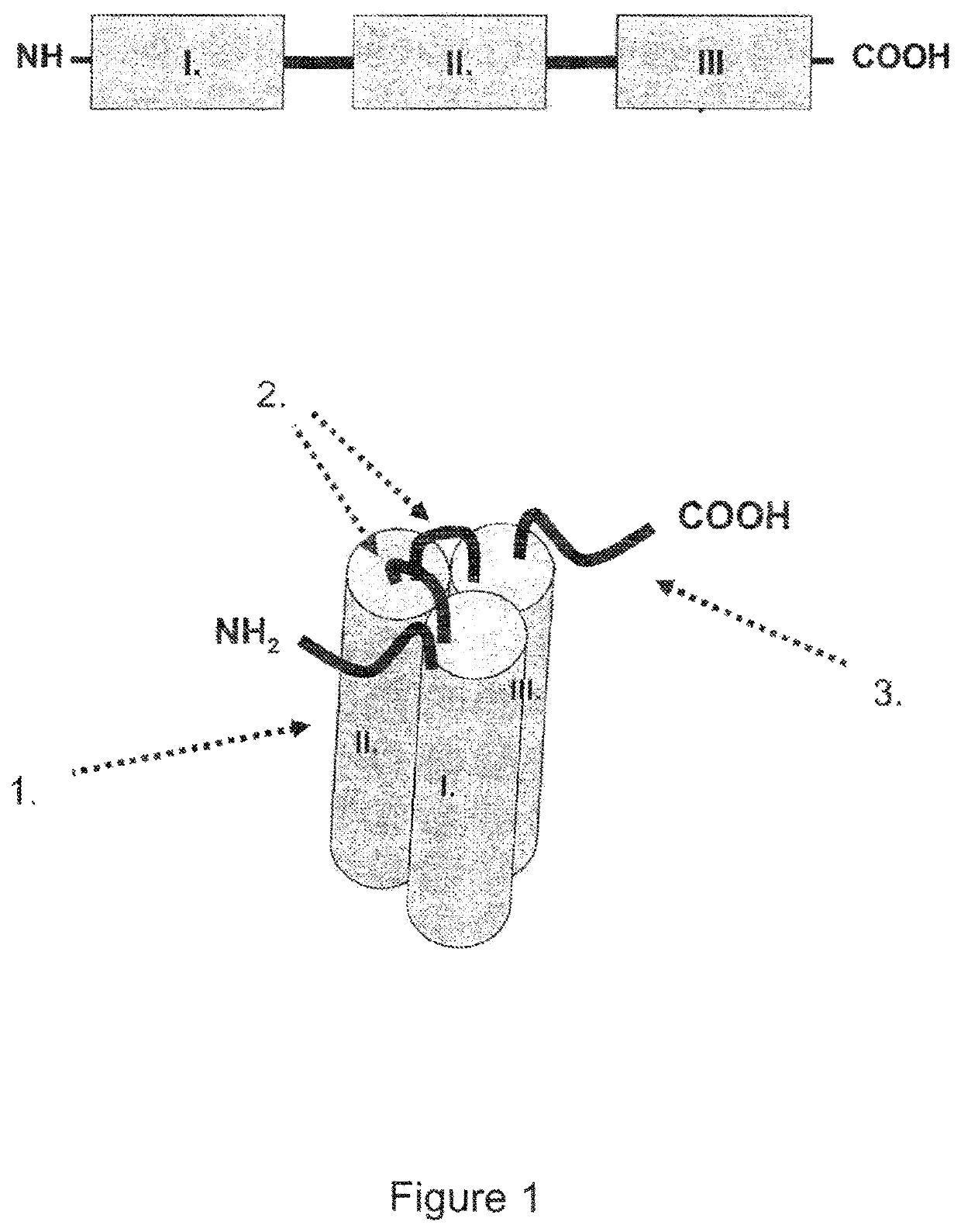 Single-chain light receptor agonist proteins
