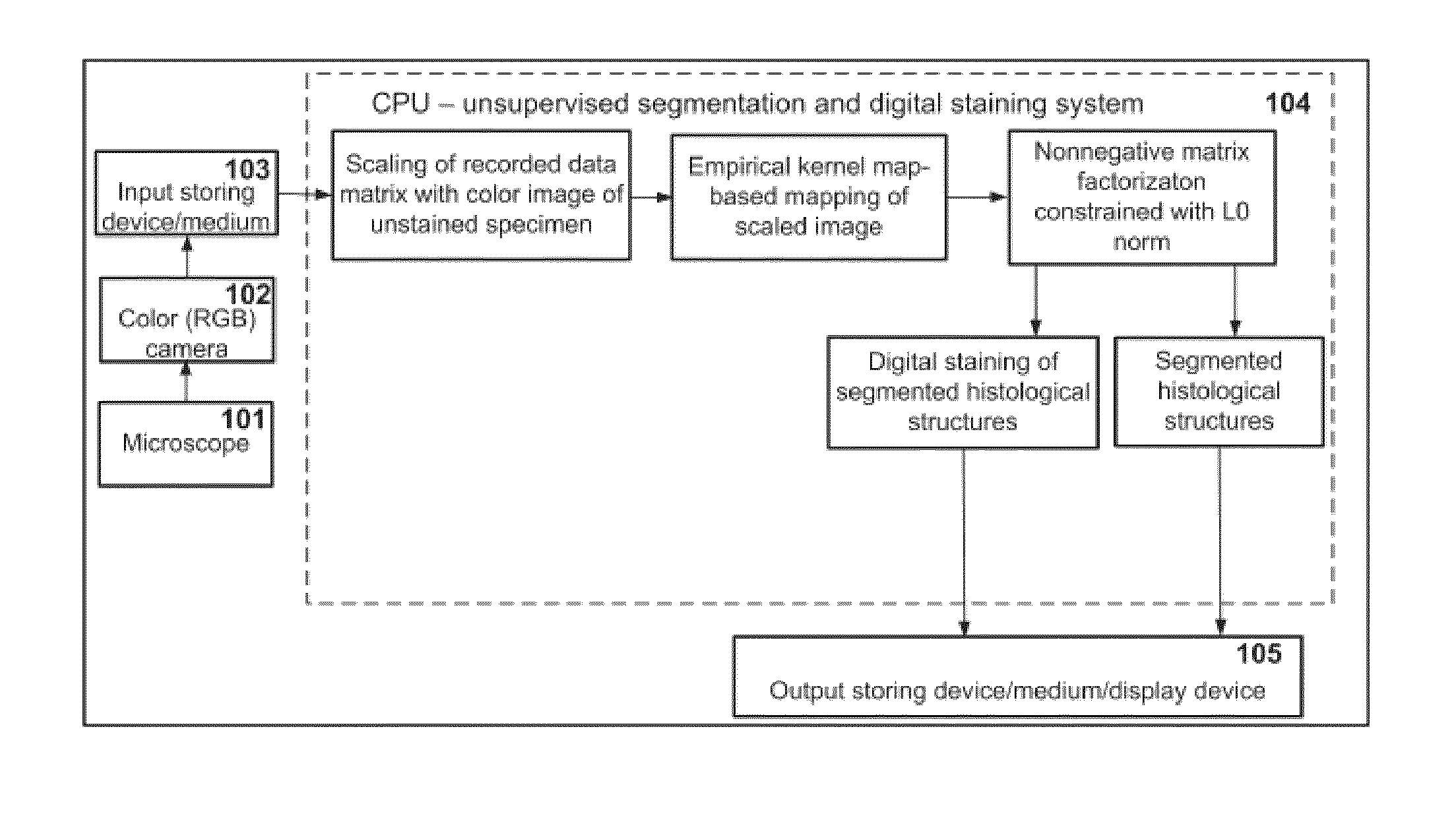 Method and apparatus for unsupervised segmentation of microscopic color image of unstained specimen and digital staining of segmented histological structures