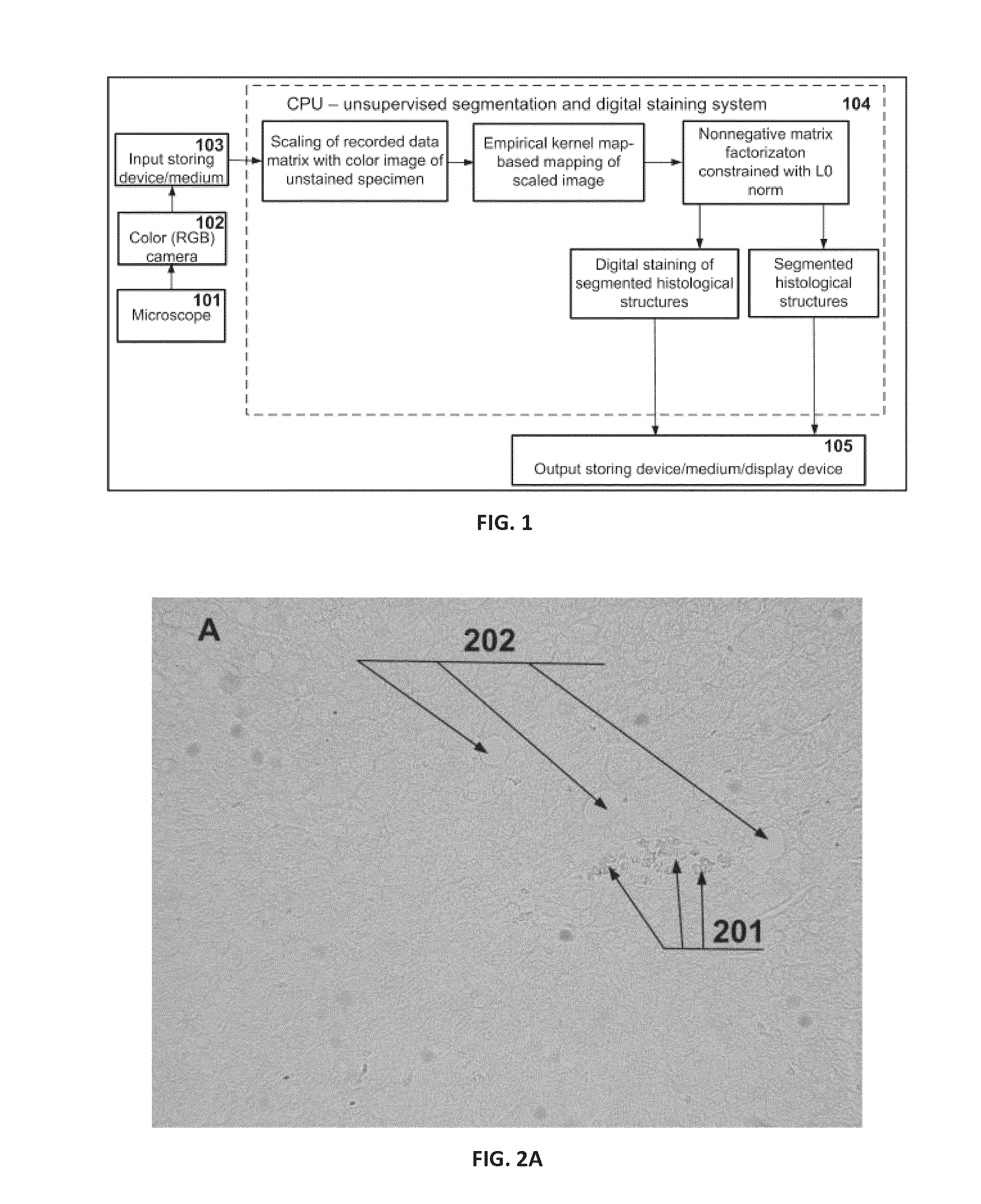 Method and apparatus for unsupervised segmentation of microscopic color image of unstained specimen and digital staining of segmented histological structures