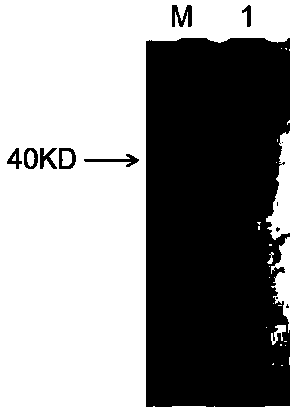 Method for detecting mycoplasma gallisepticum antibody of enzyme-linked nucleic acid aptamer and kit special for mycoplasma gallisepticum antibody