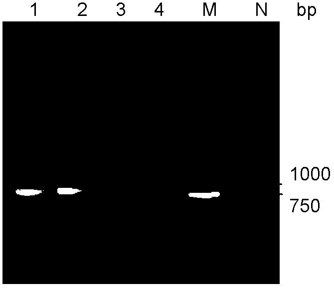 High-efficient PCR (polymerase chain reaction) detection method of infectious hematopoietic necrosis virus