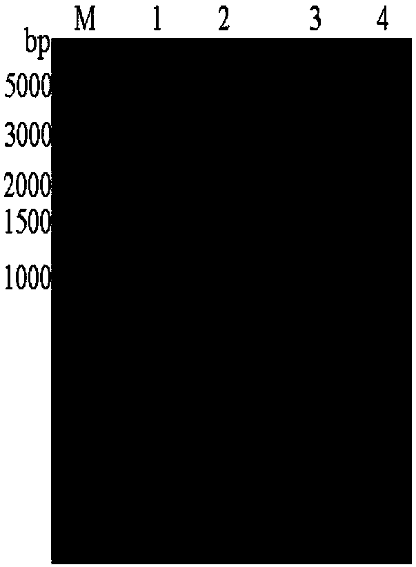 Preparation method and application of recombinant lactococcus lactis