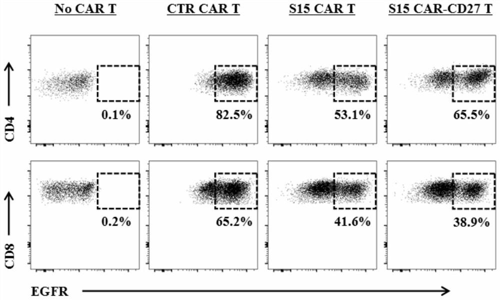 A chimeric antigen receptor T-lymphocyte and its application in the preparation of products for treating solid tumors