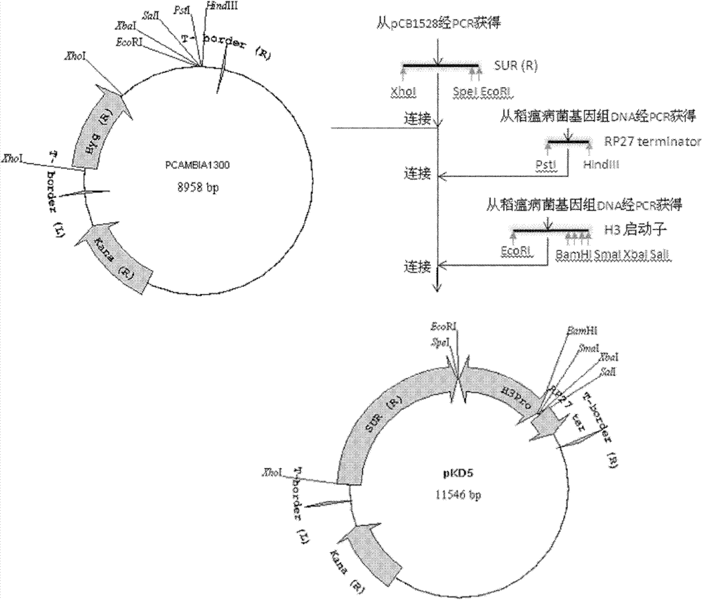 Filamentous fungi promoter and plasmid containing same