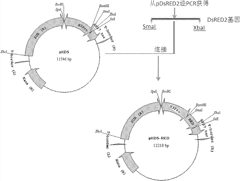 Filamentous fungi promoter and plasmid containing same